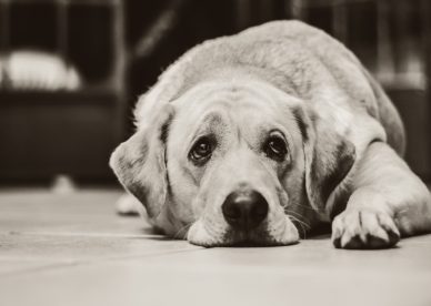 صور حزينة جدا للكلاب Sad Dogs